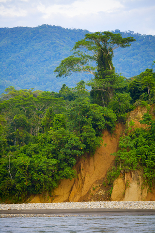PERU MANU NATIONAL PARK TREE